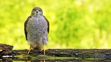 Kameraya bakan Avrasyalı Atmaca (Accipiter nisus) erkek, Macaristan