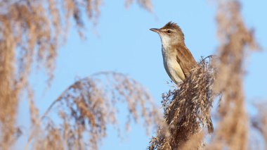 Büyük sazlık bülbülü (Acrocephalus arundinaceus) portresi, Macaristan