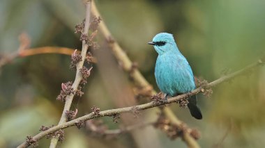 Verditer sinekkapanı (Eumyias thalassinus), Butan 'ın güzel kuşu