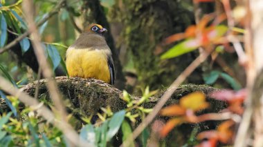 Ward 's trogon (Harpactes wardi), Bhutan' ın nadir bulunan kuşu