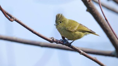 Yellow-browed tit (Sylviparus modestus), bird of Bhutan