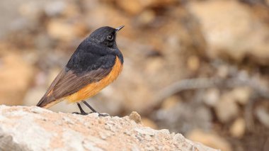 Siyah Kızılay (Phoenicurus ochruros), Bhutan Kuşu