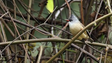 Yuhina (Yuhina nigrimenta), Bhutan kuşudur.