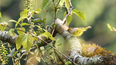 Kestane rengi çalı bülbülü (Phylloscopus castaniceps) ve gür bitki örtüsü, Butan