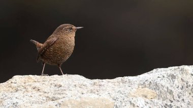 Avrasya çalıkuşu (Troglodit trogloditleri), Butan kuşudur.