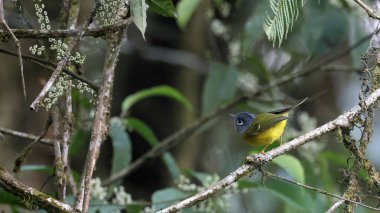 Gri yanaklı bülbül (Phylloscopus poliogenys), Butan