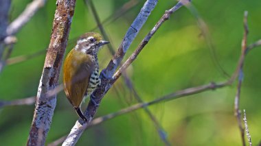 Benekli piculet (Picumnus innominatus), Bhutan kuşu