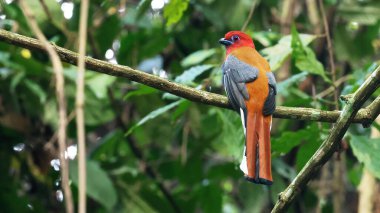 Görkemli kızıl başlı trogon (Harpactes erythrocephalus), renkli Butan kuşu