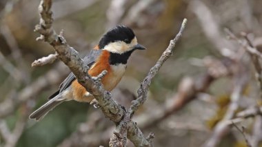 Varied tit (Sittiparus varius), bird of Japan