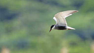 Japonya 'da uçuşta bıyıklı deniz feneri (Chlidonias hybrida)
