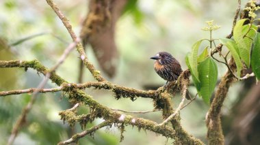 Siyah çizgili puffbird (Malacoptila fulvogularis), Ekvador kuşu
