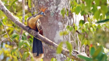 Hoatzin (Opisthocomus hoazin), Ekvador kuşu