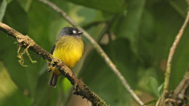 Süslü sinek yakalayıcı (Myiotriccus ornatus), Ekvador kuşu