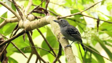 Slaty antwren dişisi (Myrmotherula schisticolor), Ekvador kuşu