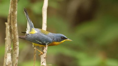 Tropik parula (Setophaga pitiayumi), Ekvador kuşu