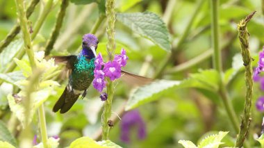 Mor renkli parlak (Heliodoxa Leaderi), Ekvador 'un sinekkuşu
