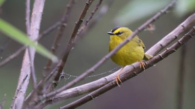 Kara ibikli ötleğen (Myiothlypis nigrocristata), Ekvador kuşu