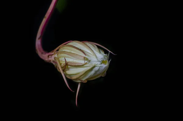 ウィジャヤ クスクマやエピフィラム アングリガーの花を咲かせるのは終わりだ エピフィラム アングリガー Epiphyllum Anguliger 夜に一度だけ咲く白い花です 鉄鍋の中の白い花の美しいショット — ストック写真