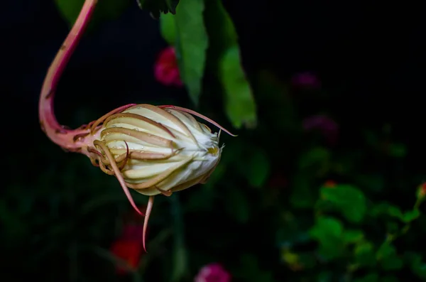 关闭开花的维贾亚 库苏玛或龙舌兰花 风信子是一种白色的花 夜间只开花一次 铁锅里一枝漂亮的白花 — 图库照片