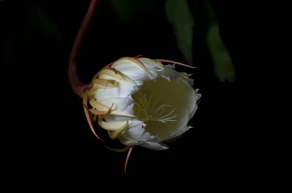 Närbild Blommande Wijaya Kusuma Eller Epiphyllum Anguliger Blommor Epiphyllum Anguliger — Stockfoto