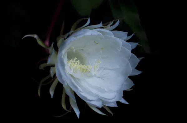 ウィジャヤ クスクマやエピフィラム アングリガーの花を咲かせるのは終わりだ エピフィラム アングリガー Epiphyllum Anguliger 夜に一度だけ咲く白い花です 鉄鍋の中の白い花の美しいショット — ストック写真