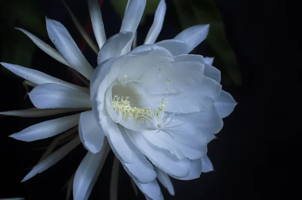 Çiçek açan wijaya kusuma ya da Epiphyllum anguliger çiçeklerini kapatın. Epiphyllum anguliger, sadece geceleri açan beyaz bir çiçektir. Demir bir tencerede beyaz bir çiçeğin güzel bir fotoğrafı.. 
