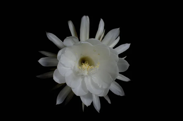 Nahaufnahme Blühender Wijaya Kusuma Oder Epiphyllum Anguliger Blüten Epiphyllum Anguliger — Stockfoto