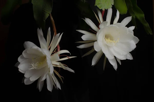 Gros Plan Fleurs Florissantes Wijaya Kusuma Epiphyllum Anguliger Epiphyllum Anguliger — Photo