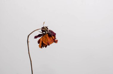 Beyaz Arkaplanda Kurutulmuş Kırmızı Gül, Üzücü Sevgililer Günü. Büyük bir penceresi ve gri bir duvarı olan güzel bir çiçek arkaplanı..