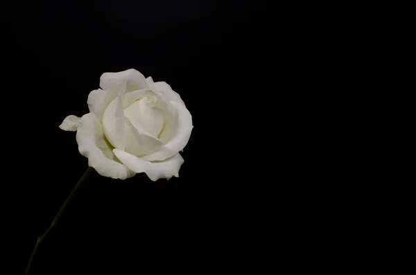 Zbliżenie Białej Róży Czarnym Tle — Zdjęcie stockowe