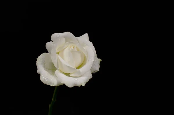 Closeup of white rose on black background