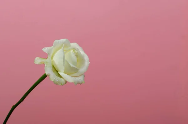 Pembe Arka Planda Beyaz Gül Çiçek Açan Beyaz Gülün Yakın — Stok fotoğraf