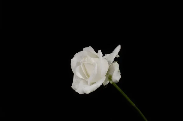 在黑色背景上的白色玫瑰的特写 — 图库照片