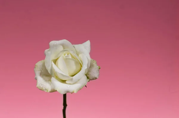 Weiße Rose Auf Rosa Hintergrund Nahaufnahme Einer Blühenden Weißen Rose — Stockfoto