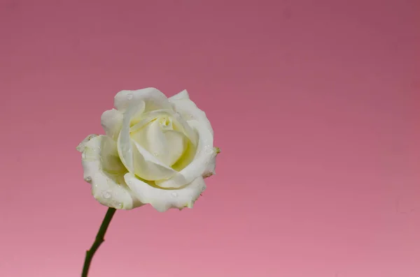 粉红的背景上有白色的玫瑰 一朵盛开的白玫瑰的特写镜头 — 图库照片