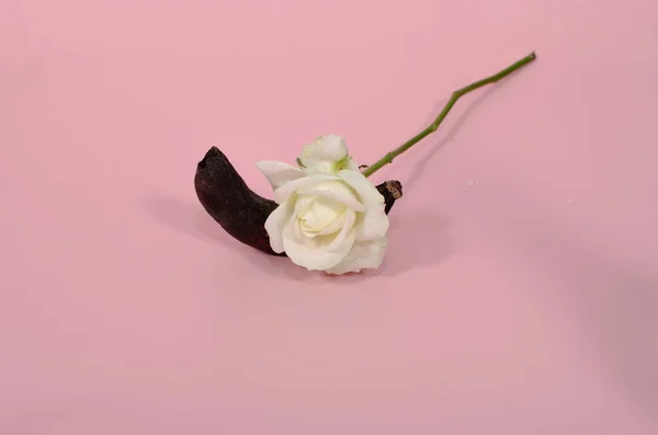 Faule Banane Auf Rosa Hintergrund Isoliert Mit Weißer Rose — Stockfoto
