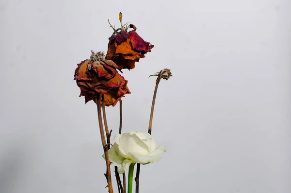 白の背景に赤いバラの乾燥 悲しいバレンタイン 大きな窓と灰色の壁に花のある美しい花の背景 — ストック写真