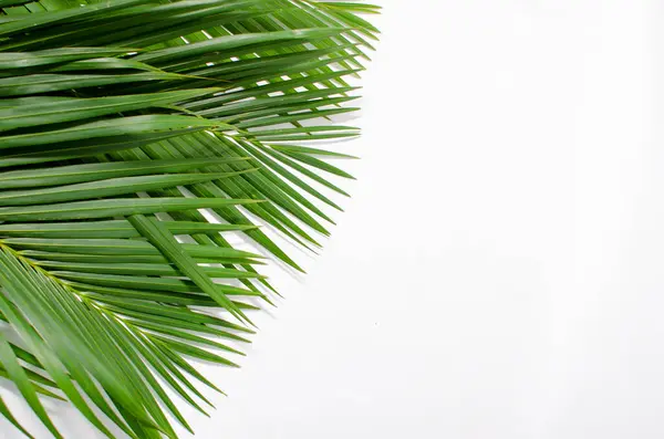 Beyaz arka planda palmiye yaprakları. Fotokopi alanı olan beyaz bir arka planda yeşil palmiye yaprakları yığını. Palm Sunday selamlama illüstrasyonu için tasarlandı. Palm Sunday için Çizim