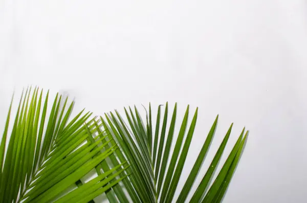 Palm leaves on a white background. a pile of green palm leaves on a white background with copy space. designed for Palm Sunday greeting illustration. Illustration for Palm Sunday