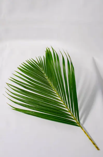 Beyaz arka planda palmiye yaprakları. Fotokopi alanı olan beyaz bir arka planda yeşil palmiye yaprakları yığını. Palm Sunday selamlama illüstrasyonu için tasarlandı. Palm Sunday için Çizim