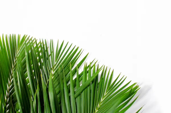 Beyaz arka planda palmiye yaprakları. Fotokopi alanı olan beyaz bir arka planda yeşil palmiye yaprakları yığını. Palm Sunday selamlama illüstrasyonu için tasarlandı. Palm Sunday için Çizim