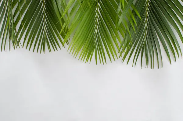 Beyaz arka planda palmiye yaprakları. Fotokopi alanı olan beyaz bir arka planda yeşil palmiye yaprakları yığını. Palm Sunday selamlama illüstrasyonu için tasarlandı. Palm Sunday için Çizim