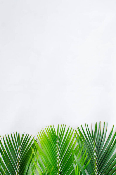 Palm листья на белом фоне. куча зеленых пальмовых листьев на белом фоне с копировальным пространством. предназначен для иллюстрации поздравления в Вербное воскресенье. Иллюстрация для Вербного воскресенья