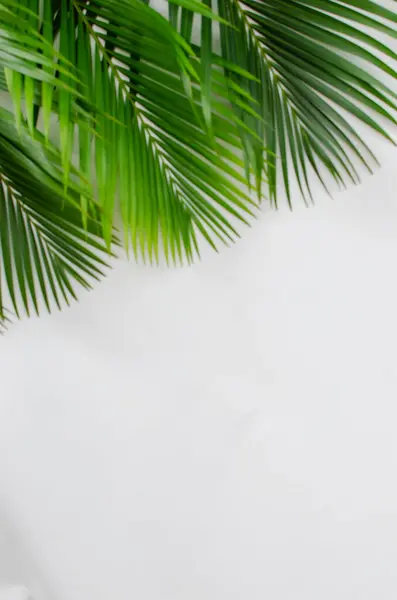 Beyaz arka planda palmiye yaprakları. Fotokopi alanı olan beyaz bir arka planda yeşil palmiye yaprakları yığını. Palm Sunday selamlama illüstrasyonu için tasarlandı. Palm Sunday için Çizim