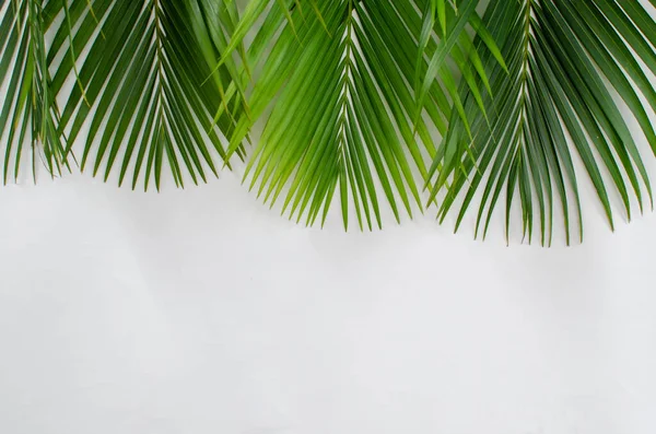 Palm leaves on a white background. a pile of green palm leaves on a white background with copy space. designed for Palm Sunday greeting illustration. Illustration for Palm Sunday