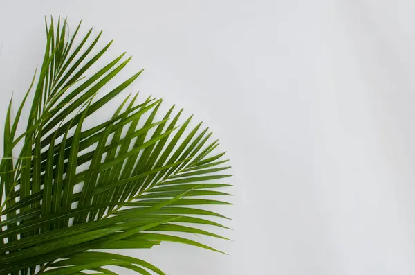Beyaz arka planda palmiye yaprakları. Fotokopi alanı olan beyaz bir arka planda yeşil palmiye yaprakları yığını. Palm Sunday selamlama illüstrasyonu için tasarlandı. Palm Sunday için Çizim