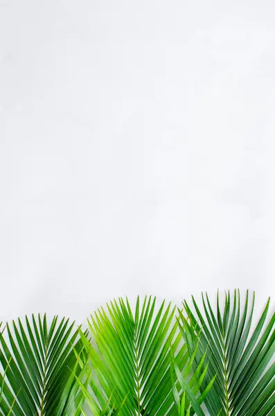 Beyaz arka planda palmiye yaprakları. Fotokopi alanı olan beyaz bir arka planda yeşil palmiye yaprakları yığını. Palm Sunday selamlama illüstrasyonu için tasarlandı. Palm Sunday için Çizim