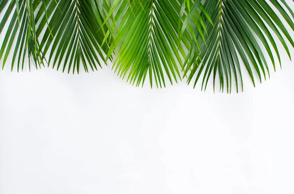 Beyaz arka planda palmiye yaprakları. Fotokopi alanı olan beyaz bir arka planda yeşil palmiye yaprakları yığını. Palm Sunday selamlama illüstrasyonu için tasarlandı. Palm Sunday için Çizim