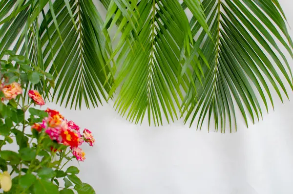 Beyaz arka planda palmiye yaprakları. Fotokopi alanı olan beyaz bir arka planda yeşil palmiye yaprakları yığını. Palm Sunday selamlama illüstrasyonu için tasarlandı. Palm Sunday için Çizim