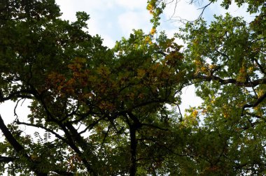 Sonbahar arkaplanı: Sonbahar yapraklı ağaçlar gökyüzüne karşı